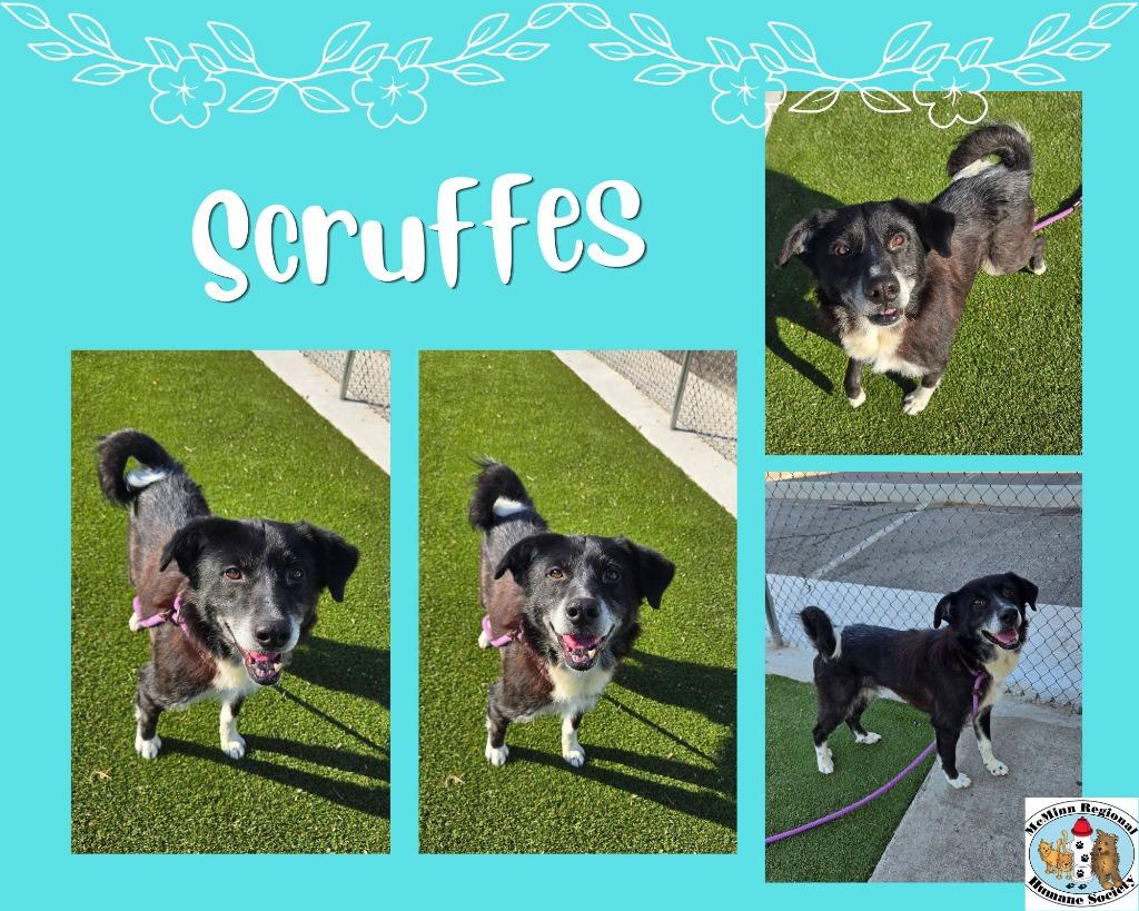 Enlarge Scruffes, a Adoptable mixed breed in Athens, TN image 2/2