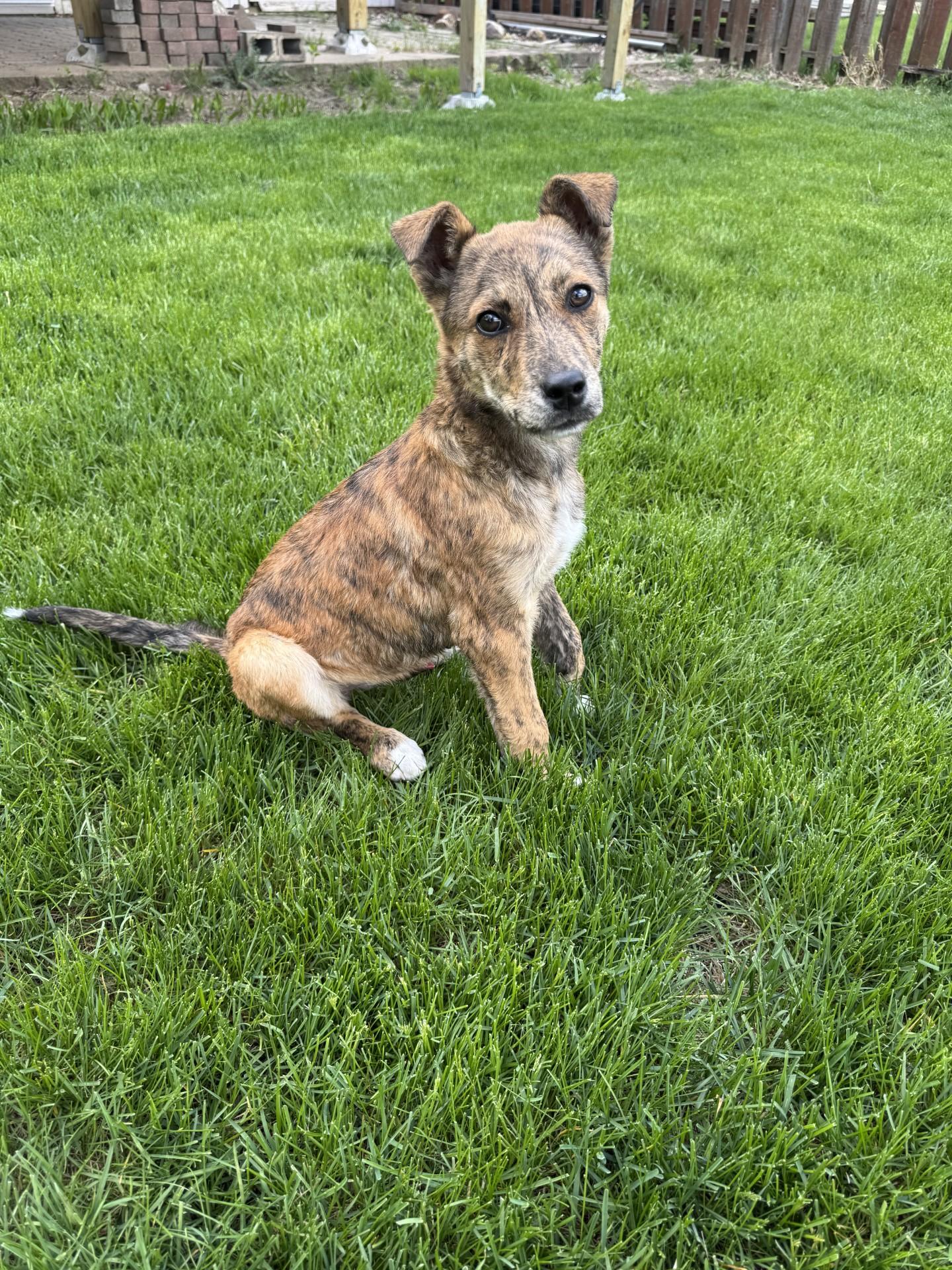 Rocco, adopted, Puppy Male Mixed Breed.