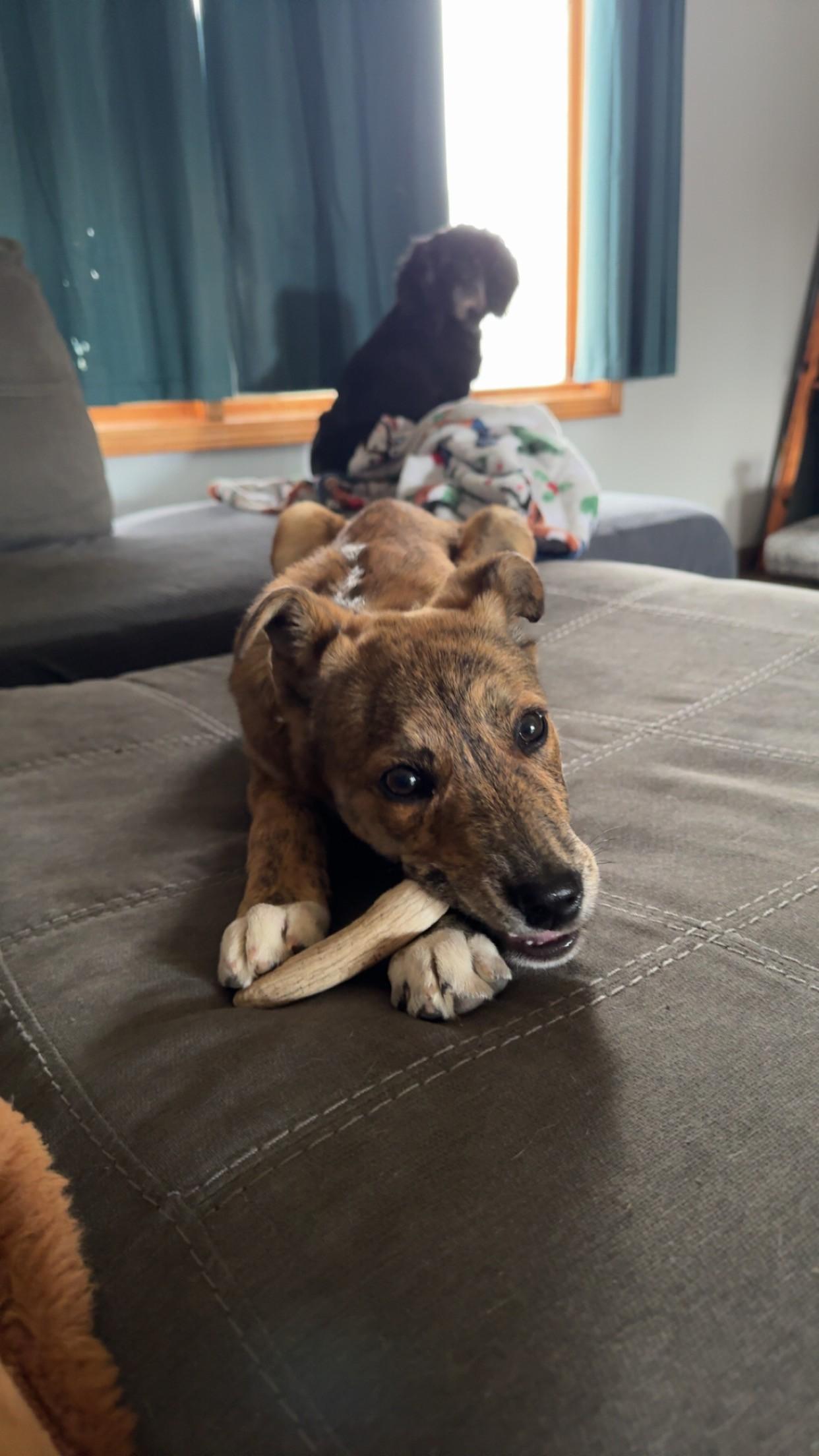 Enlarge Rocco, an adopted Mixed Breed in Sioux Falls, SD image 4/4
