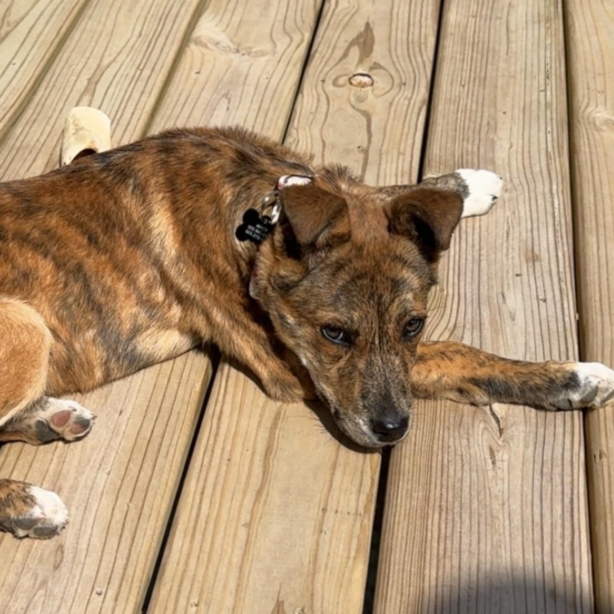 Enlarge Rocco, an adopted Mixed Breed in Sioux Falls, SD image 3/4