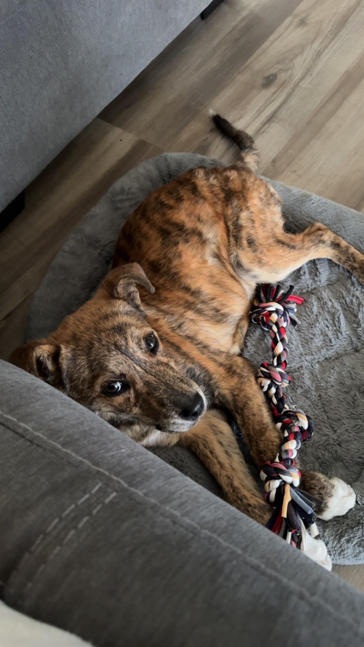Enlarge Rocco, an adopted Mixed Breed in Sioux Falls, SD image 2/4