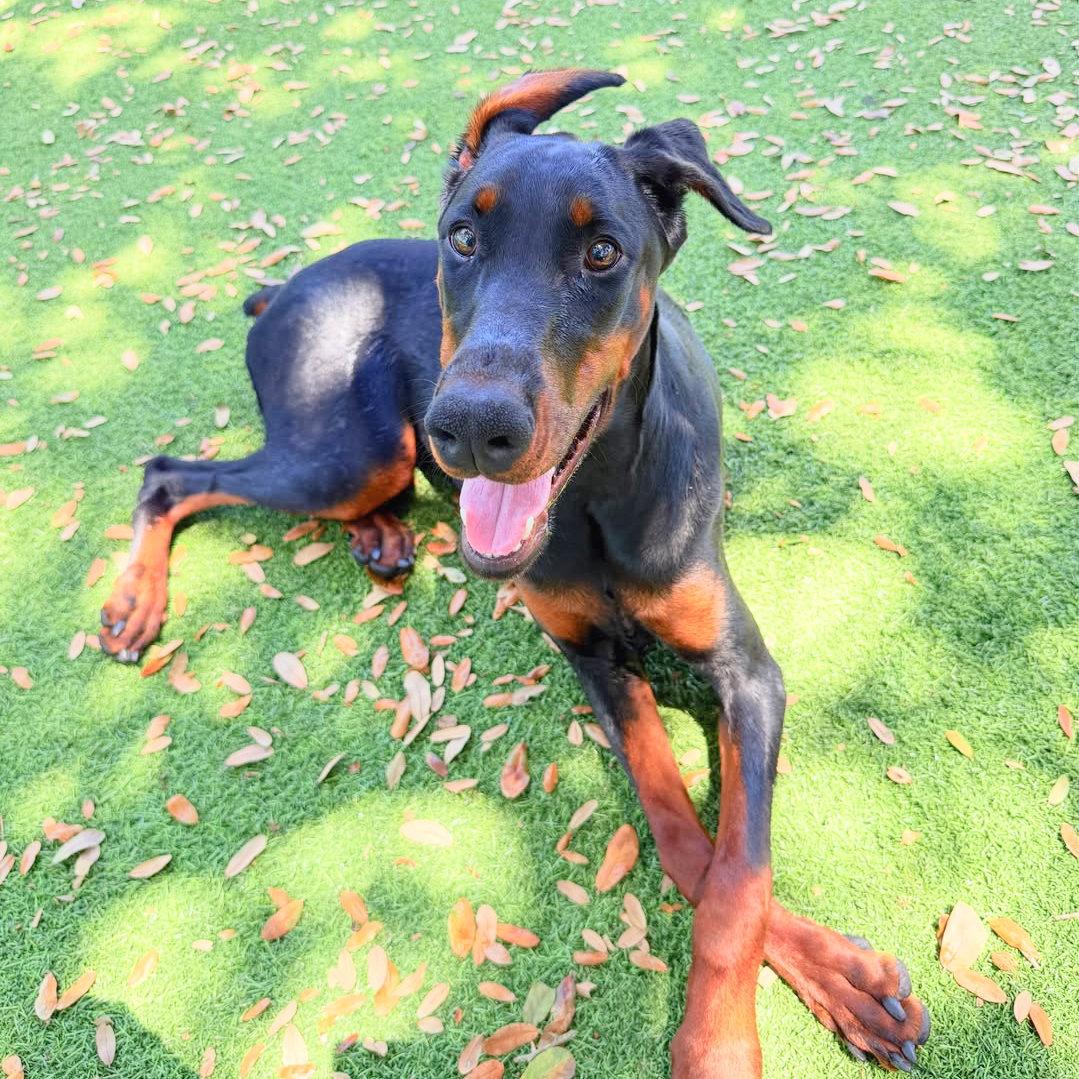 Isuzu 3614, a Adoptable Doberman Pinscher in Oakland Park, FL image 1/3