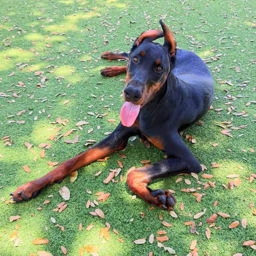 Isuzu 3614, a Adoptable Doberman Pinscher in Oakland Park, FL image 2/3