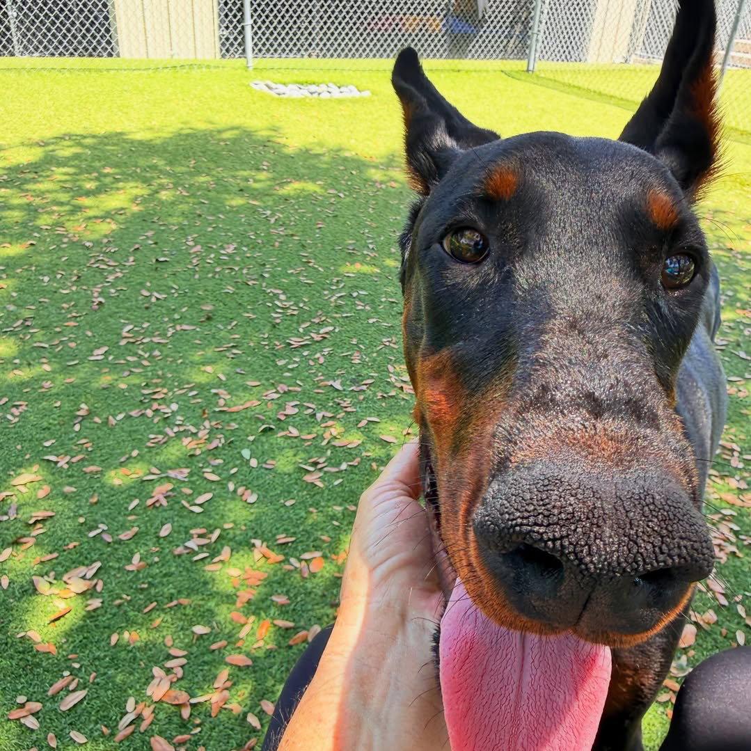 Isuzu 3614, a Adoptable Doberman Pinscher in Oakland Park, FL image 3/3