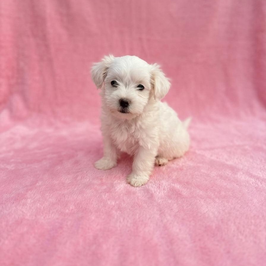 Enlarge Clementine 1683, a Adopted mixed breed in Boca Raton, FL image 1/1