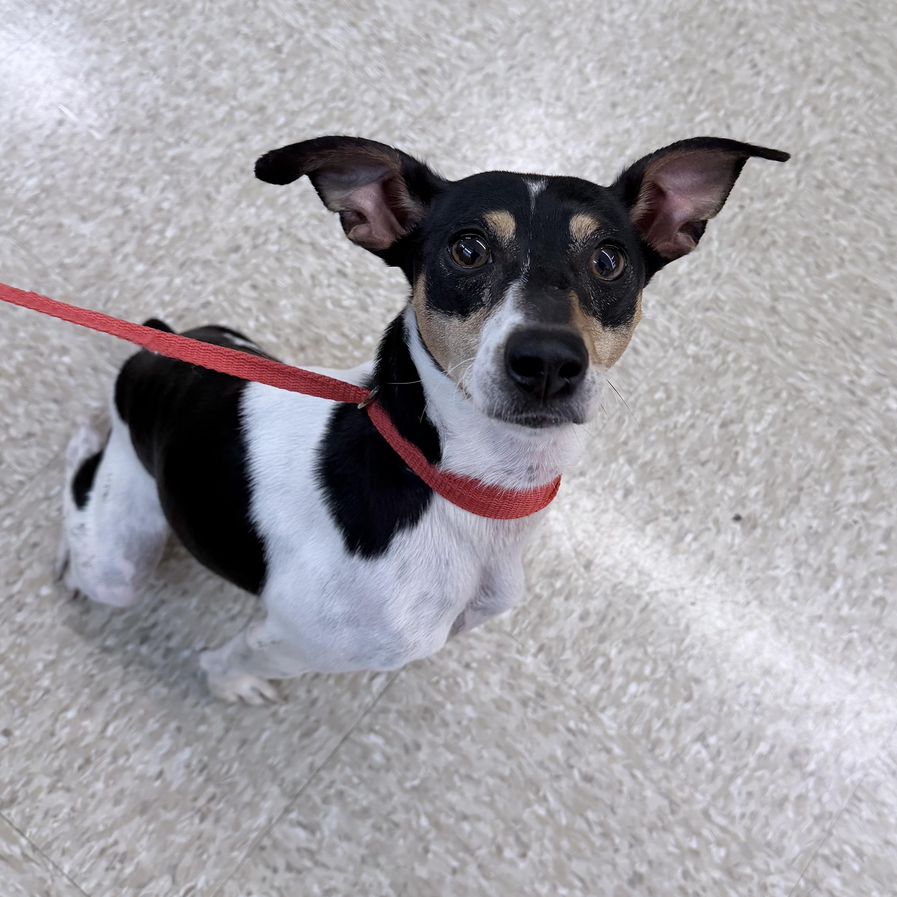 Enlarge Star - Local October 9-11, a Adoptable mixed breed in Hillsboro, OR image 5/6