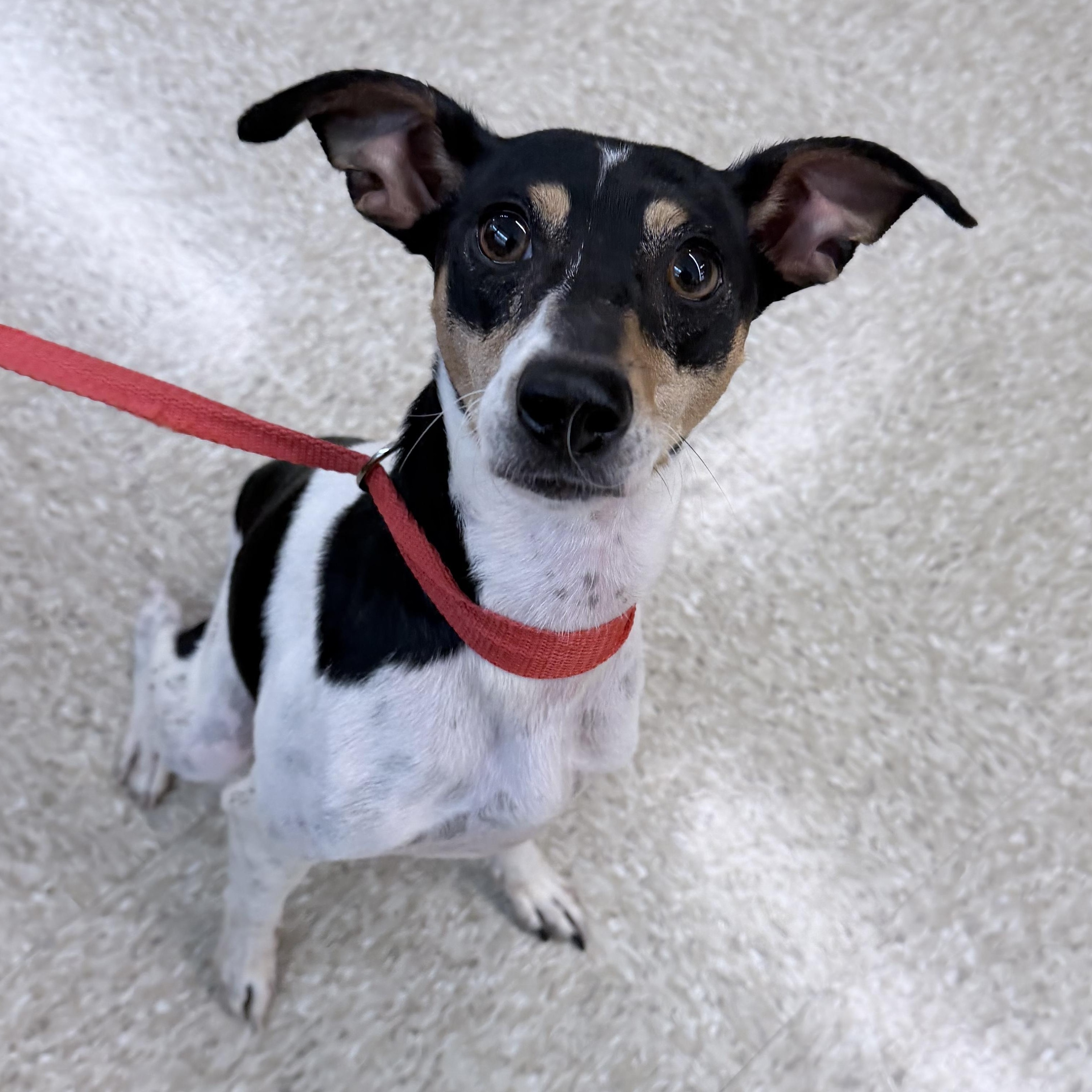 Enlarge Star - Local October 9-11, a Adoptable mixed breed in Hillsboro, OR image 6/6