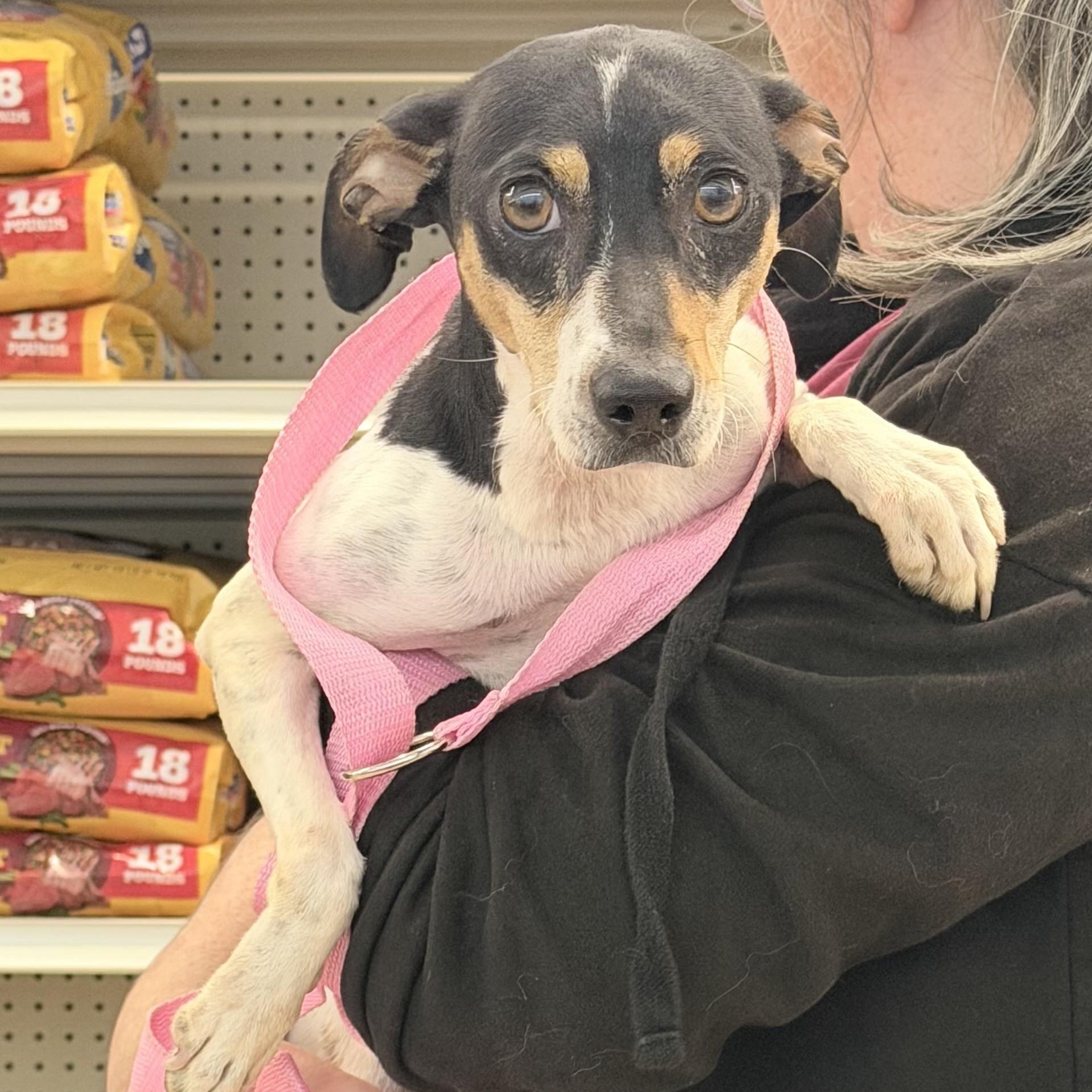 Star - Local October 9-11, Adoptable, Young Female Jack Russell Terrier.