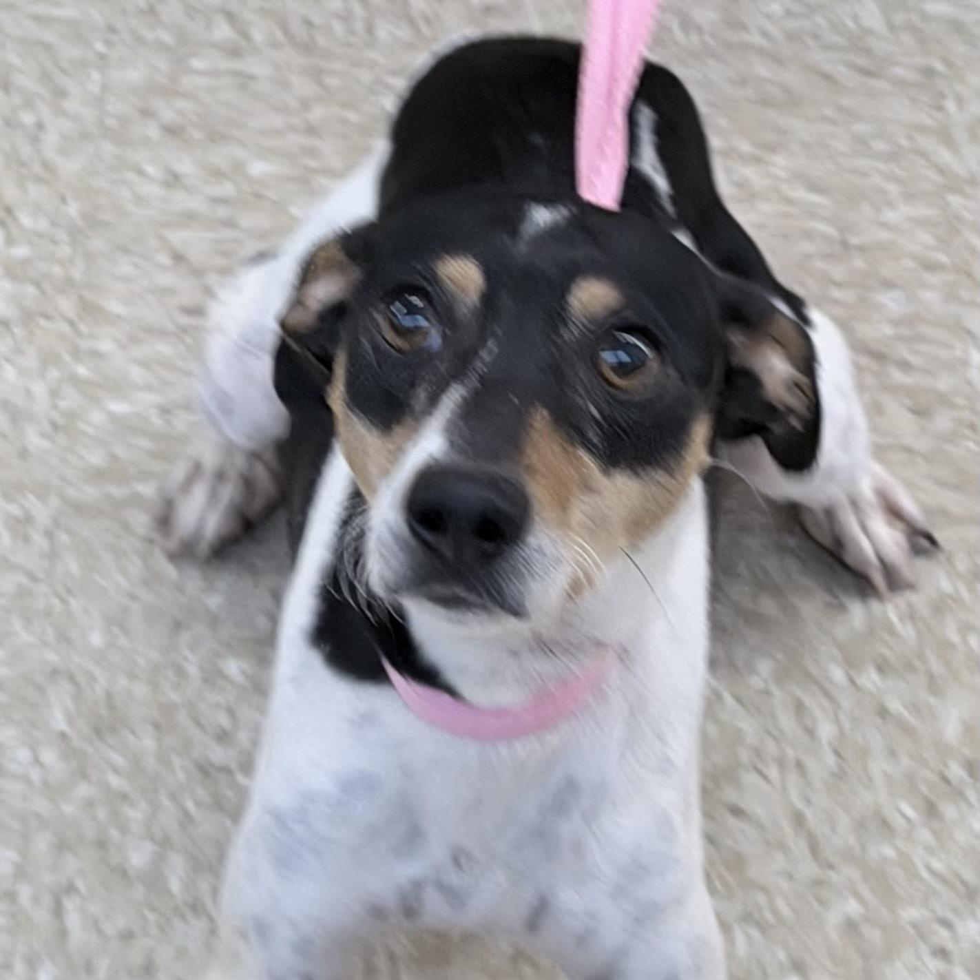 Enlarge Star - Local October 9-11, a Adoptable mixed breed in Hillsboro, OR image 3/6