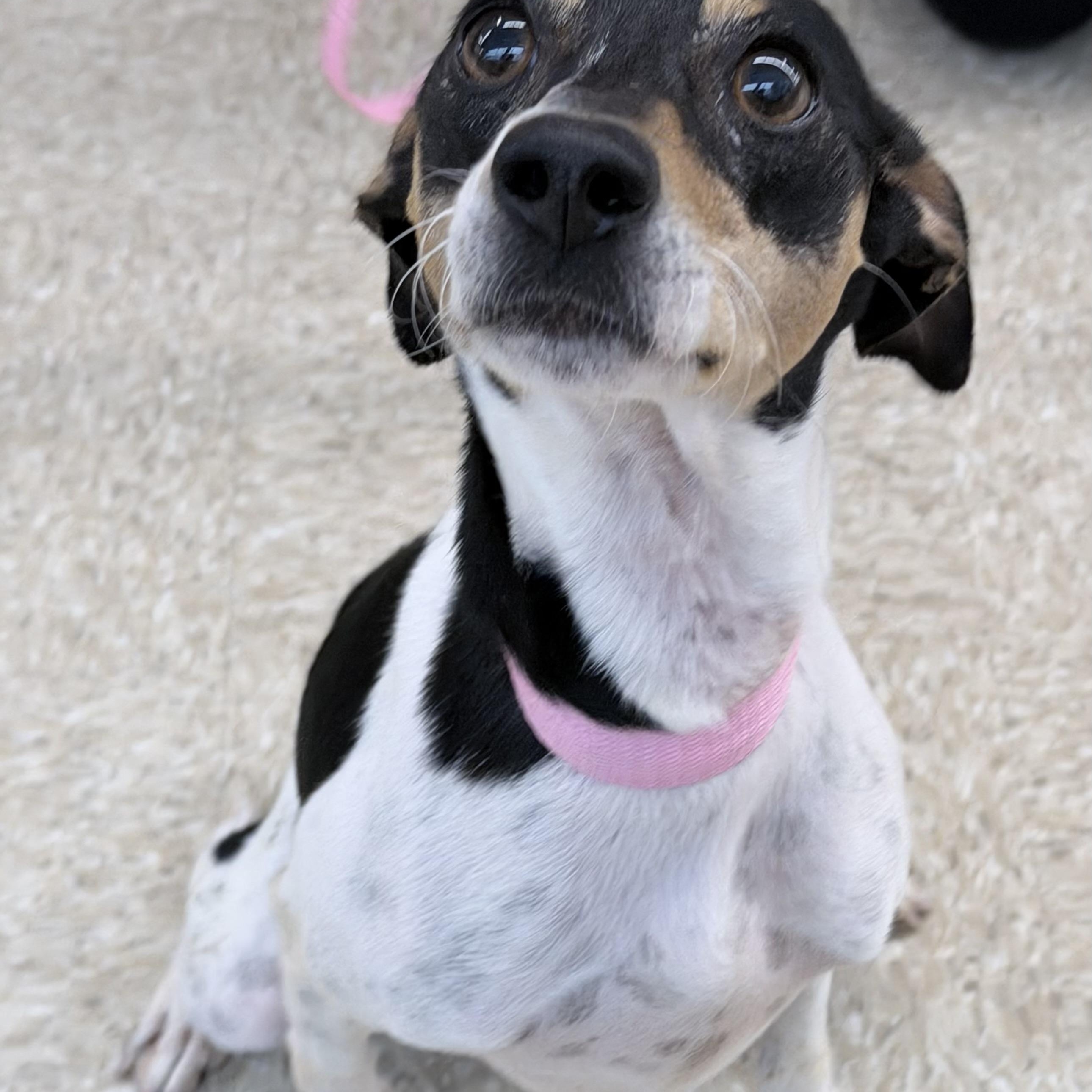 Enlarge Star - Local October 9-11, a Adoptable mixed breed in Hillsboro, OR image 2/6