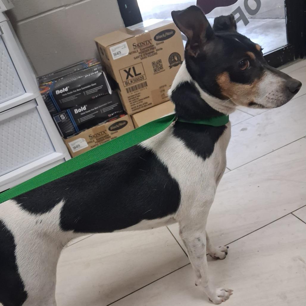Enlarge Star - Local October 9-11, a Adoptable mixed breed in Hillsboro, OR image 4/6