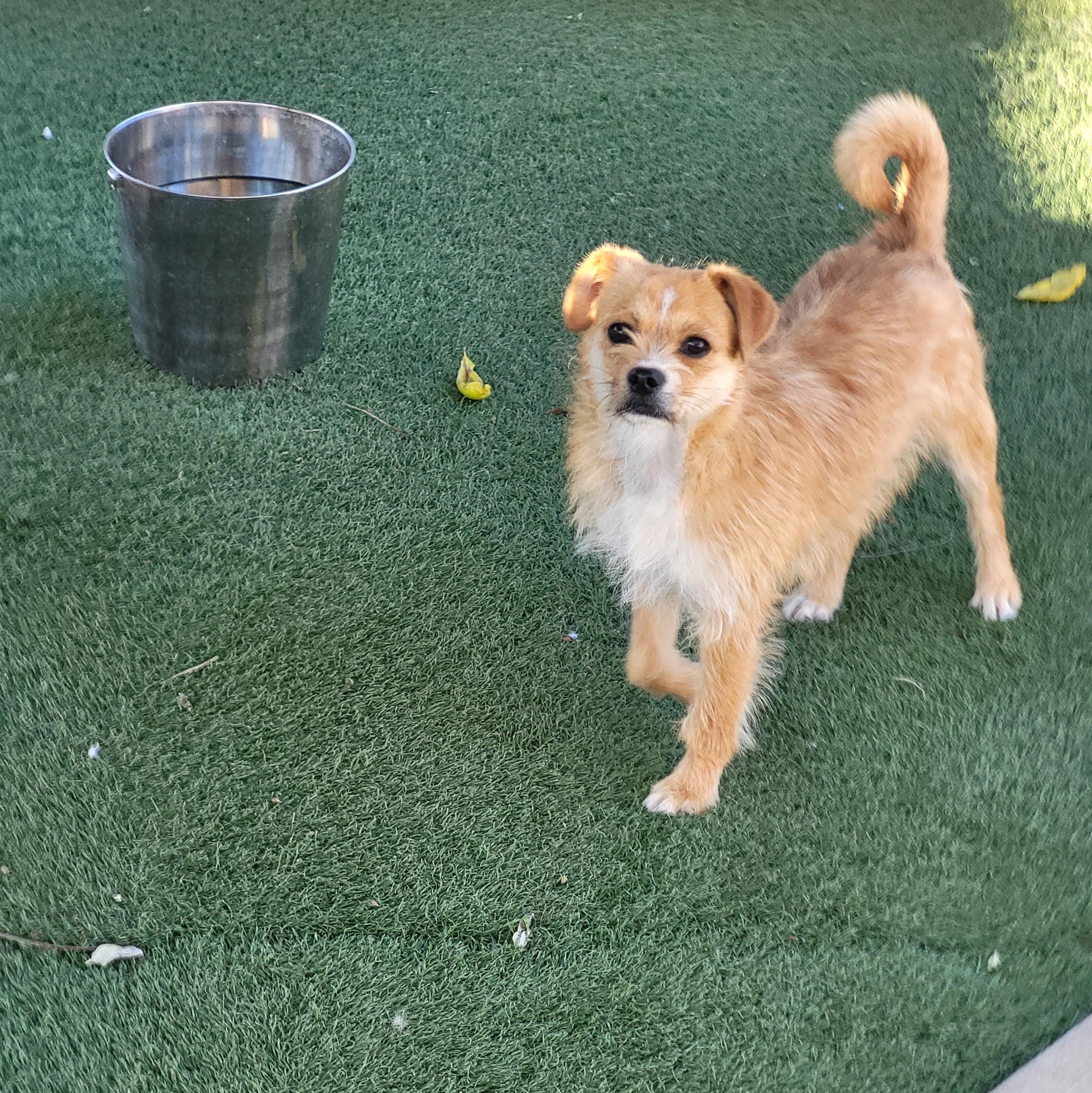 Nugget, a Adoptable mixed breed in Brea, CA image 3/6