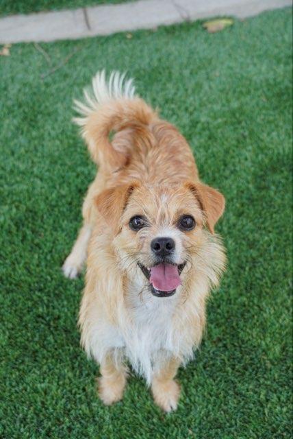 Nugget, Adoptable, Young Male Terrier.