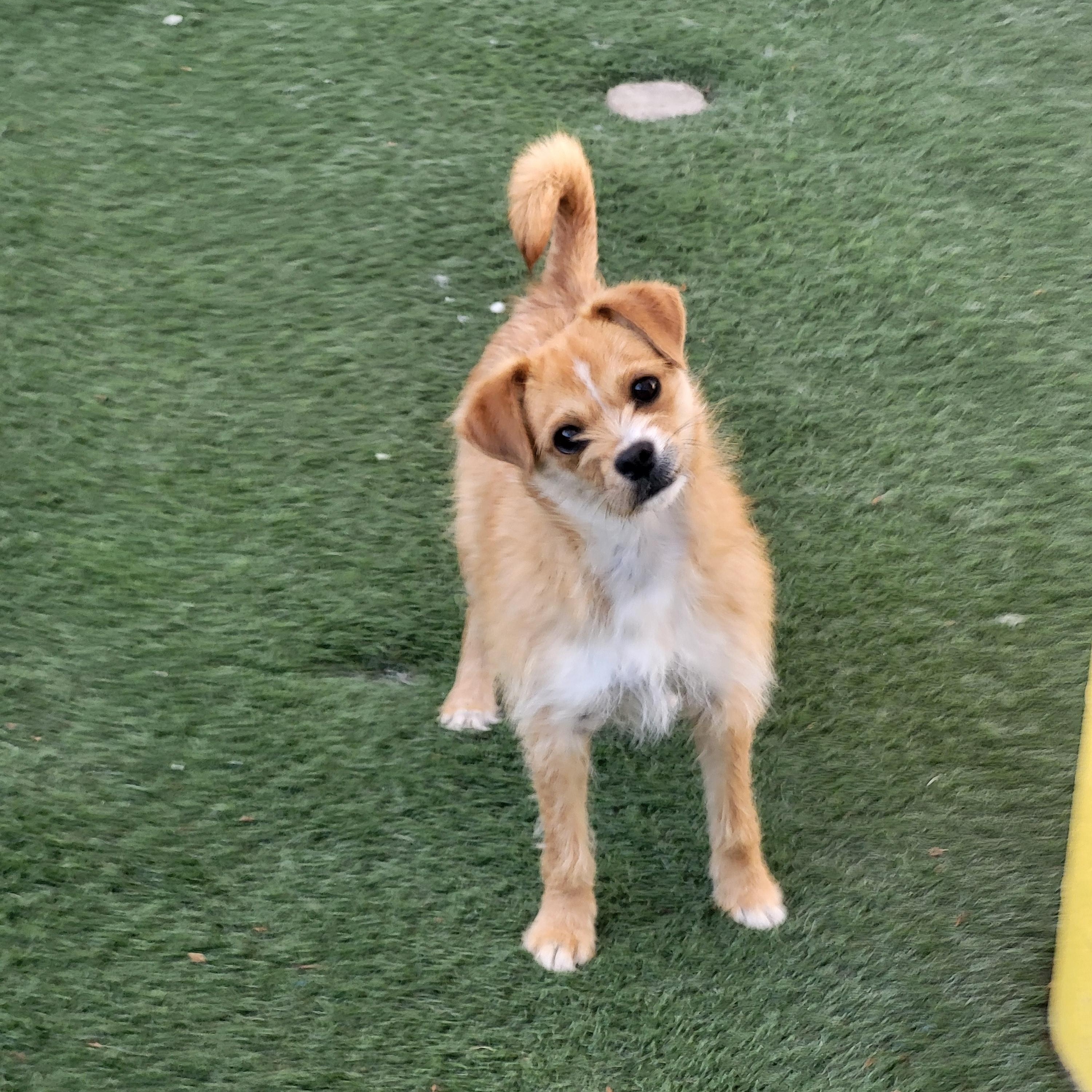 Nugget, a Adoptable mixed breed in Brea, CA image 2/6