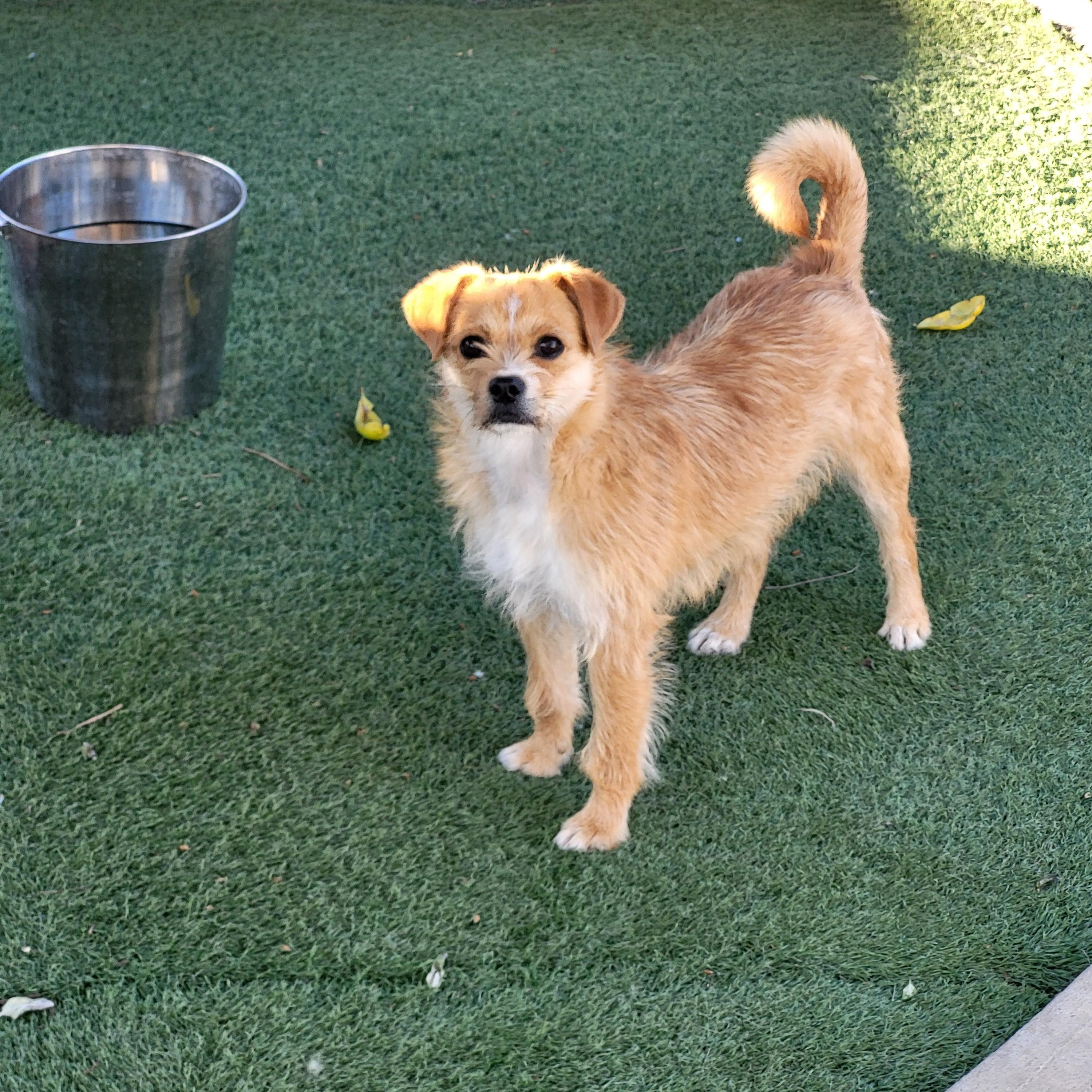 Nugget, a Adoptable mixed breed in Brea, CA image 4/6