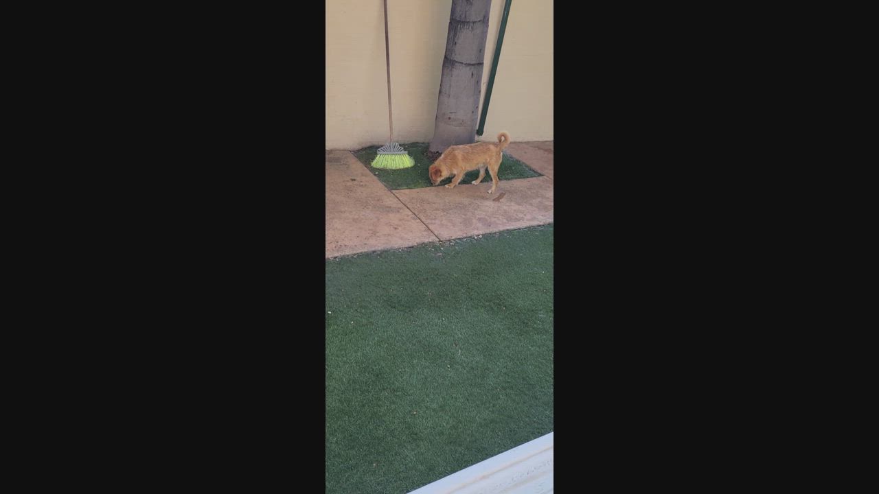 Enlarge Nugget, a Adoptable mixed breed in Brea, CA video 5/6