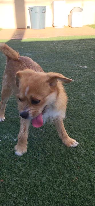 Enlarge Nugget, a Adoptable mixed breed in Brea, CA video 6/6