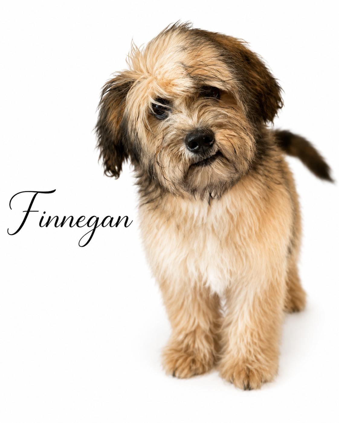 Finnegan, an adopted mixed breed in SYLVANIA, GA image 2/6