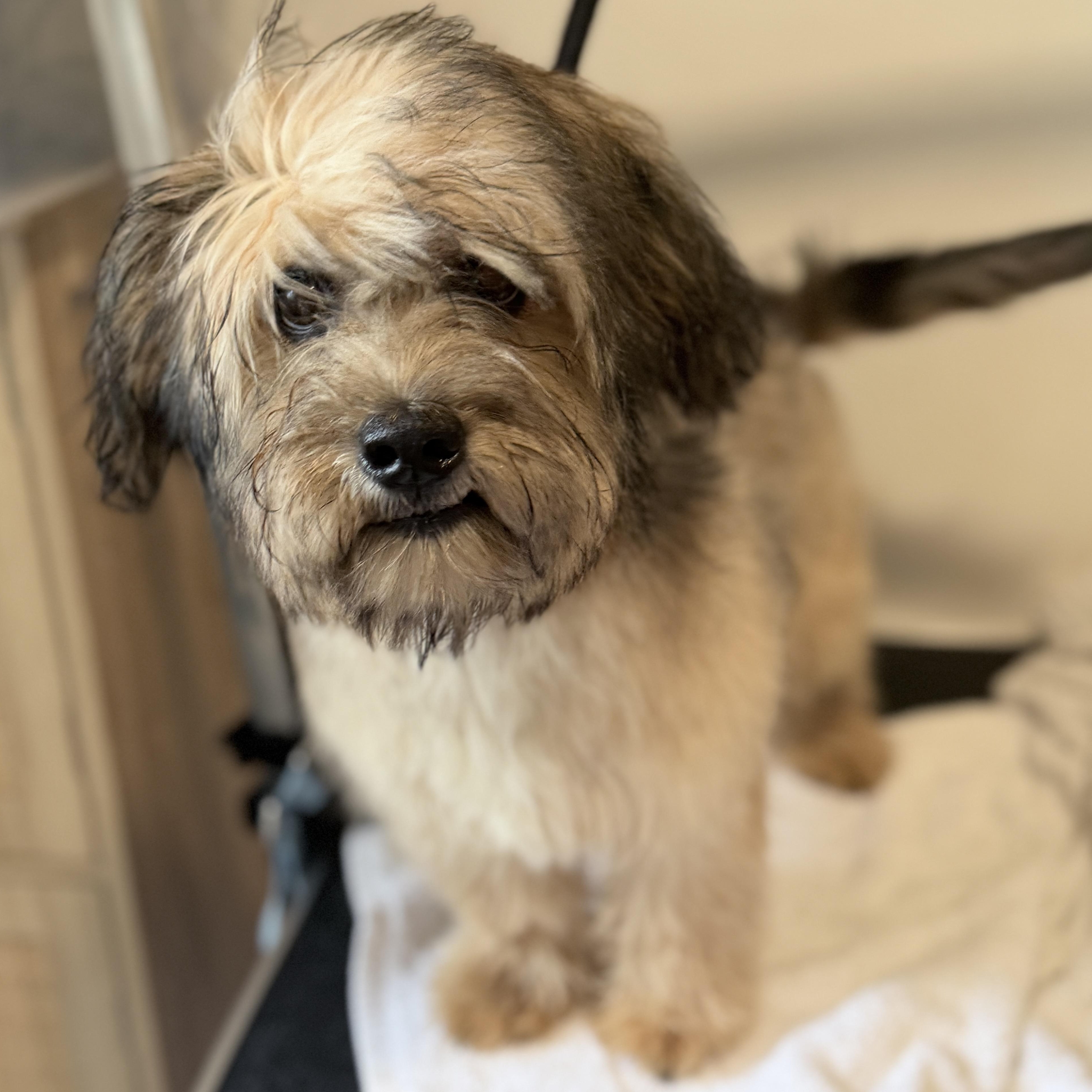 Finnegan, an adopted mixed breed in SYLVANIA, GA image 5/6
