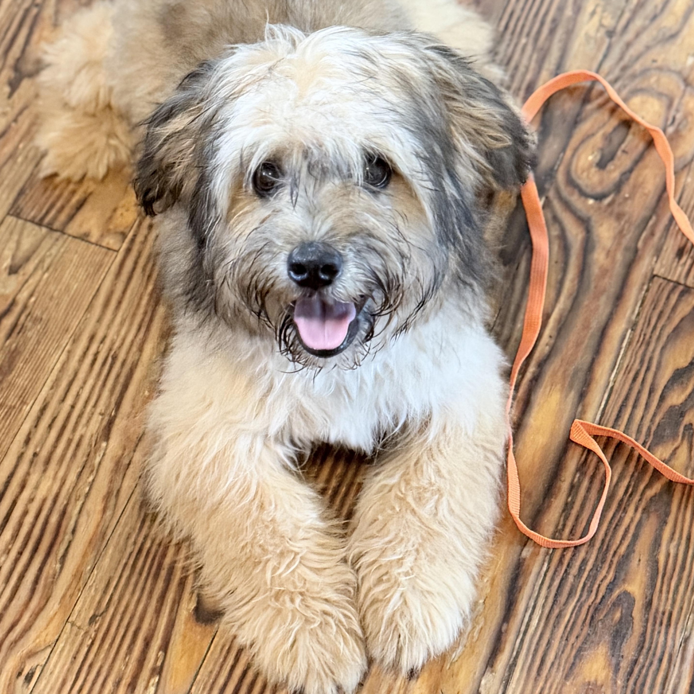 Finnegan, an adopted mixed breed in SYLVANIA, GA image 6/6