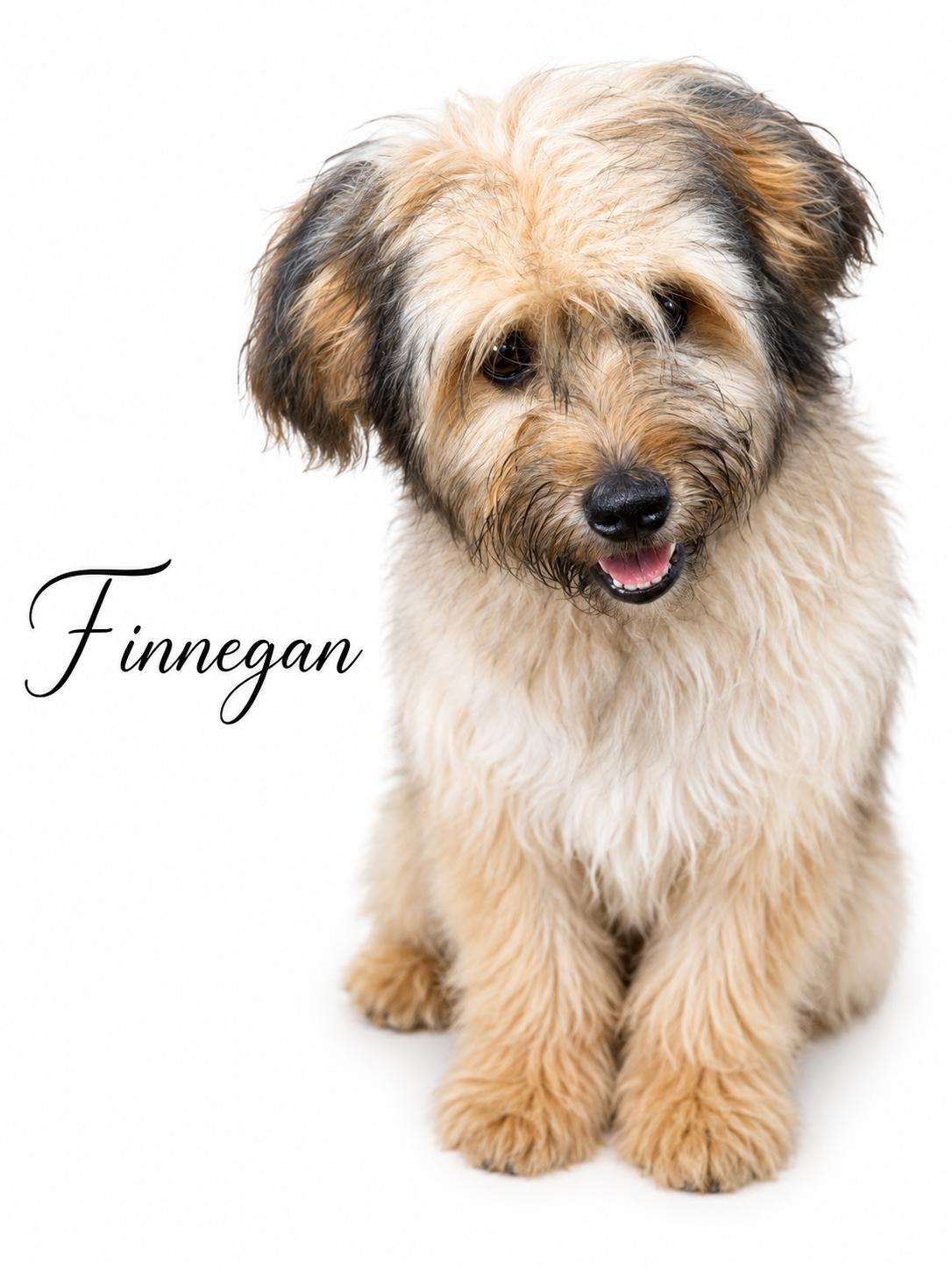 Finnegan, an adopted mixed breed in SYLVANIA, GA image 3/6