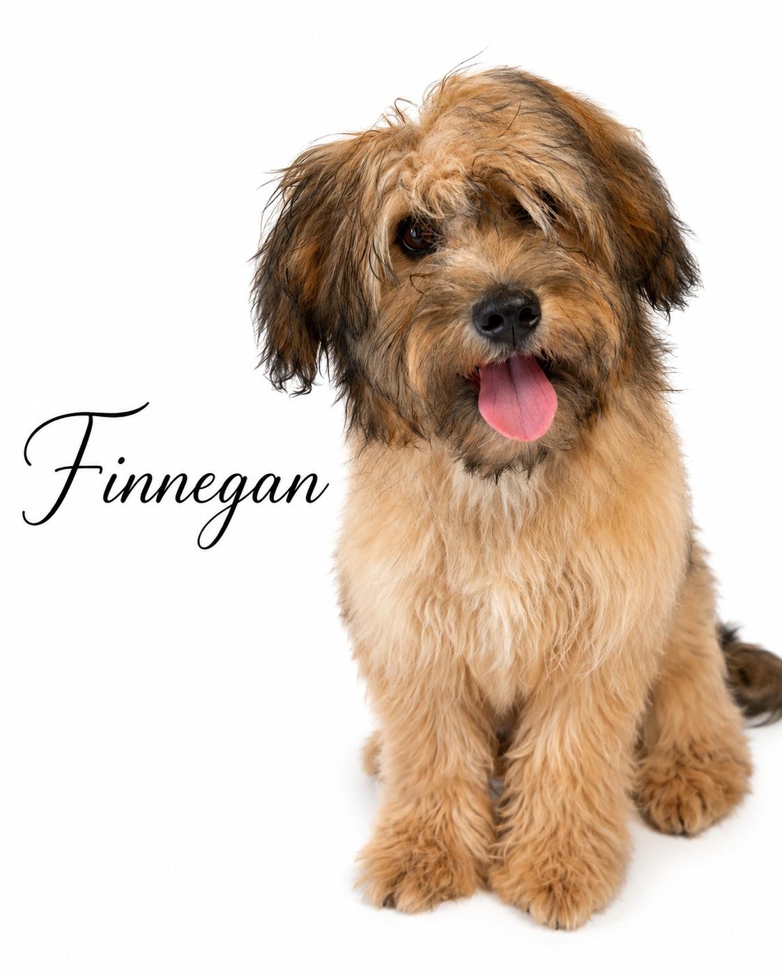 Finnegan, an adopted mixed breed in SYLVANIA, GA image 1/6