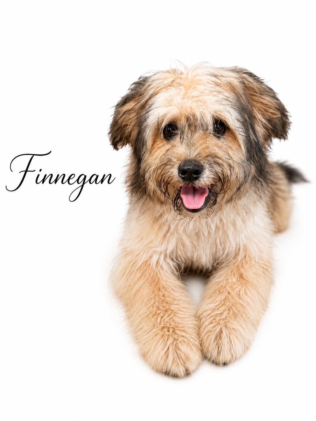Finnegan, an adopted mixed breed in SYLVANIA, GA image 4/6