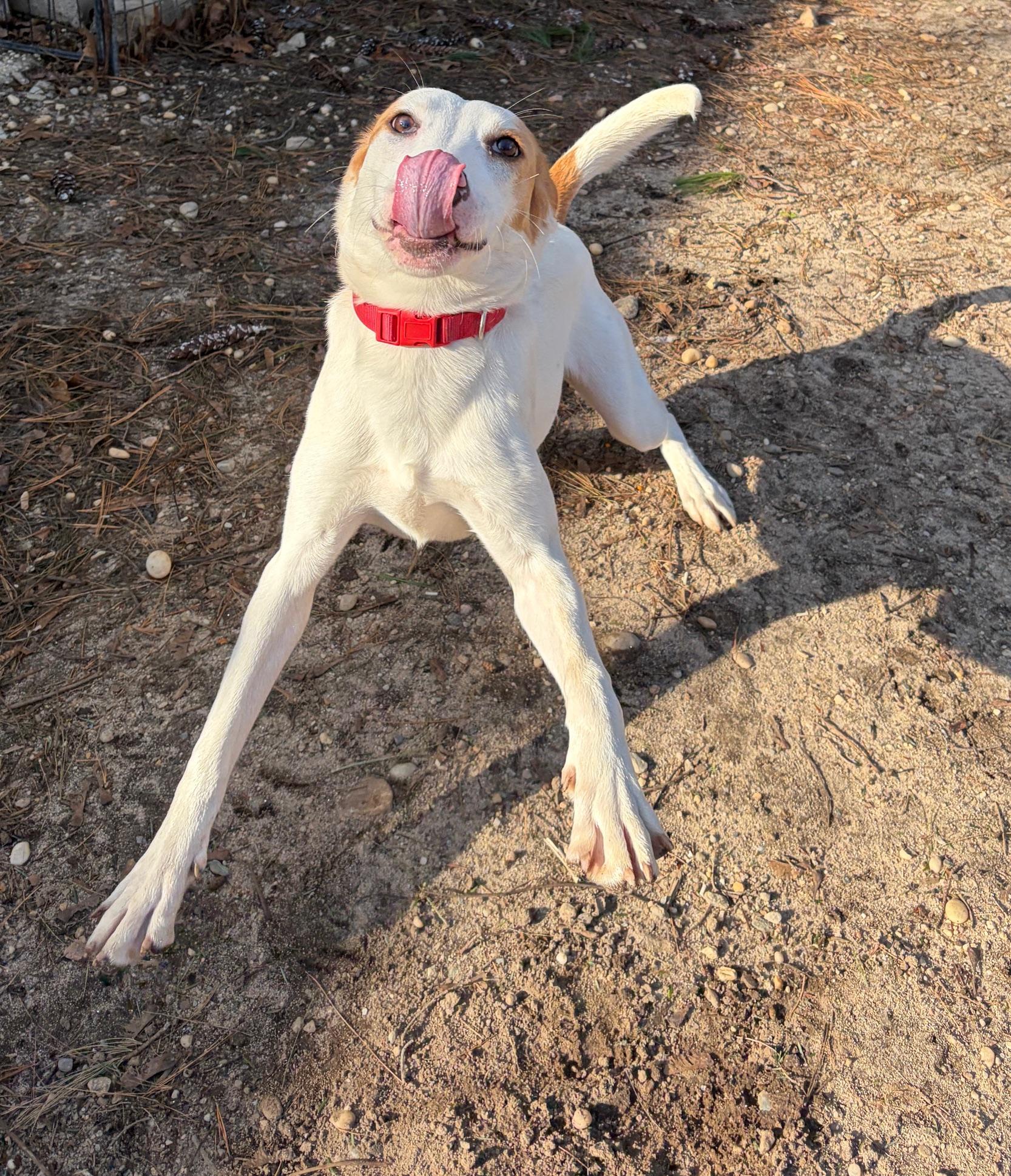 Enlarge Lucille , a Adoptable mixed breed in Lindenhurst, NY image 3/3