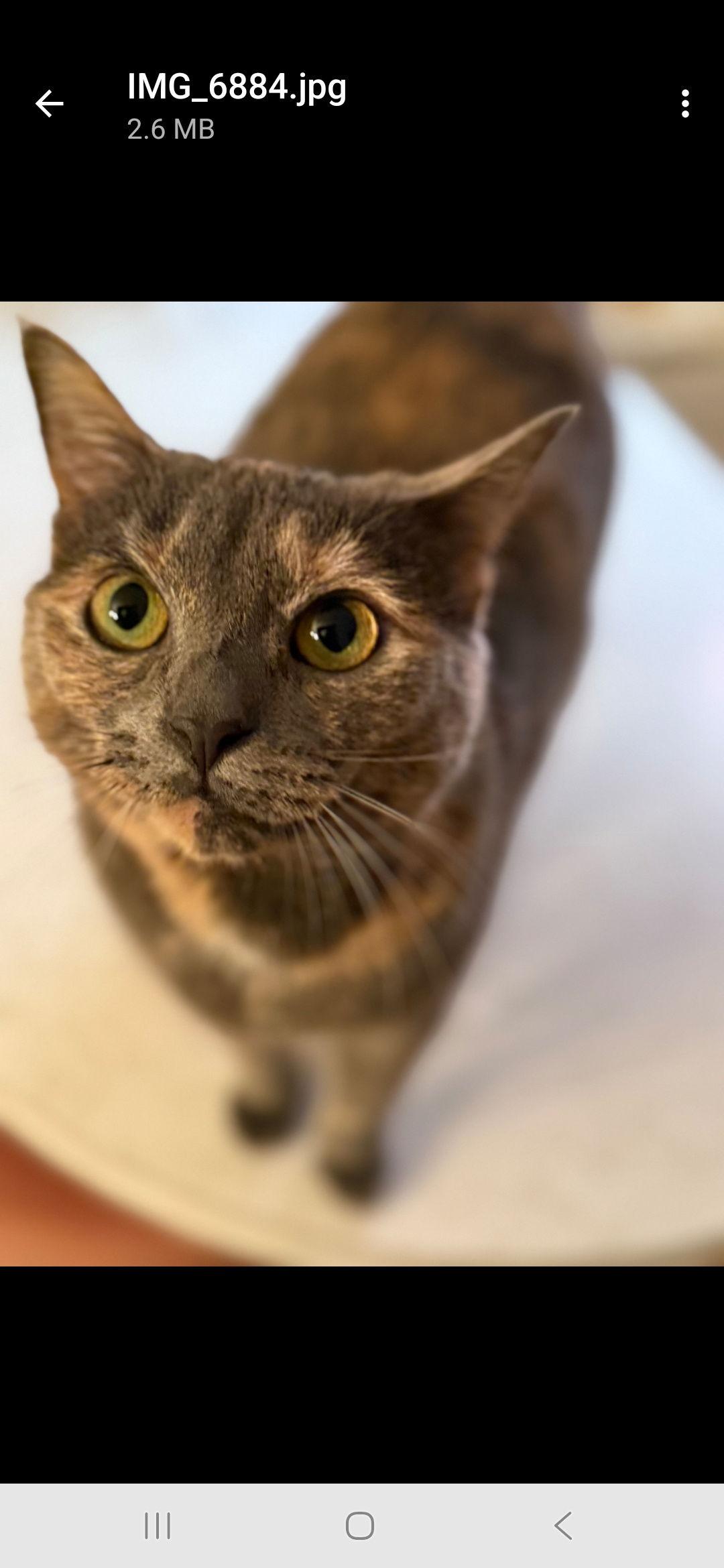 Enlarge Velcro & Carmelo, a Adoptable Domestic Short Hair in Ocean Pines, MD image 1/2