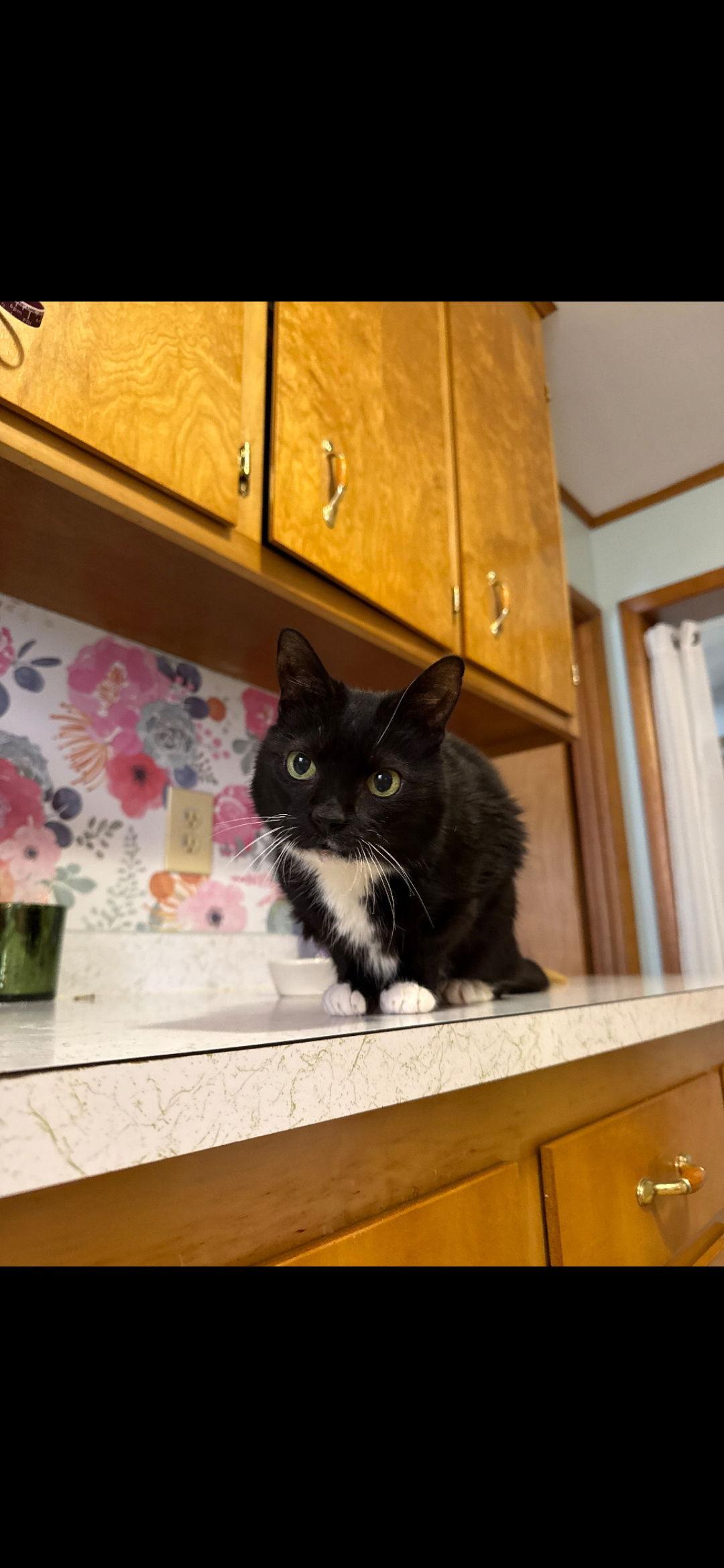 Enlarge Velcro & Carmelo, a Adoptable Domestic Short Hair in Ocean Pines, MD image 2/2
