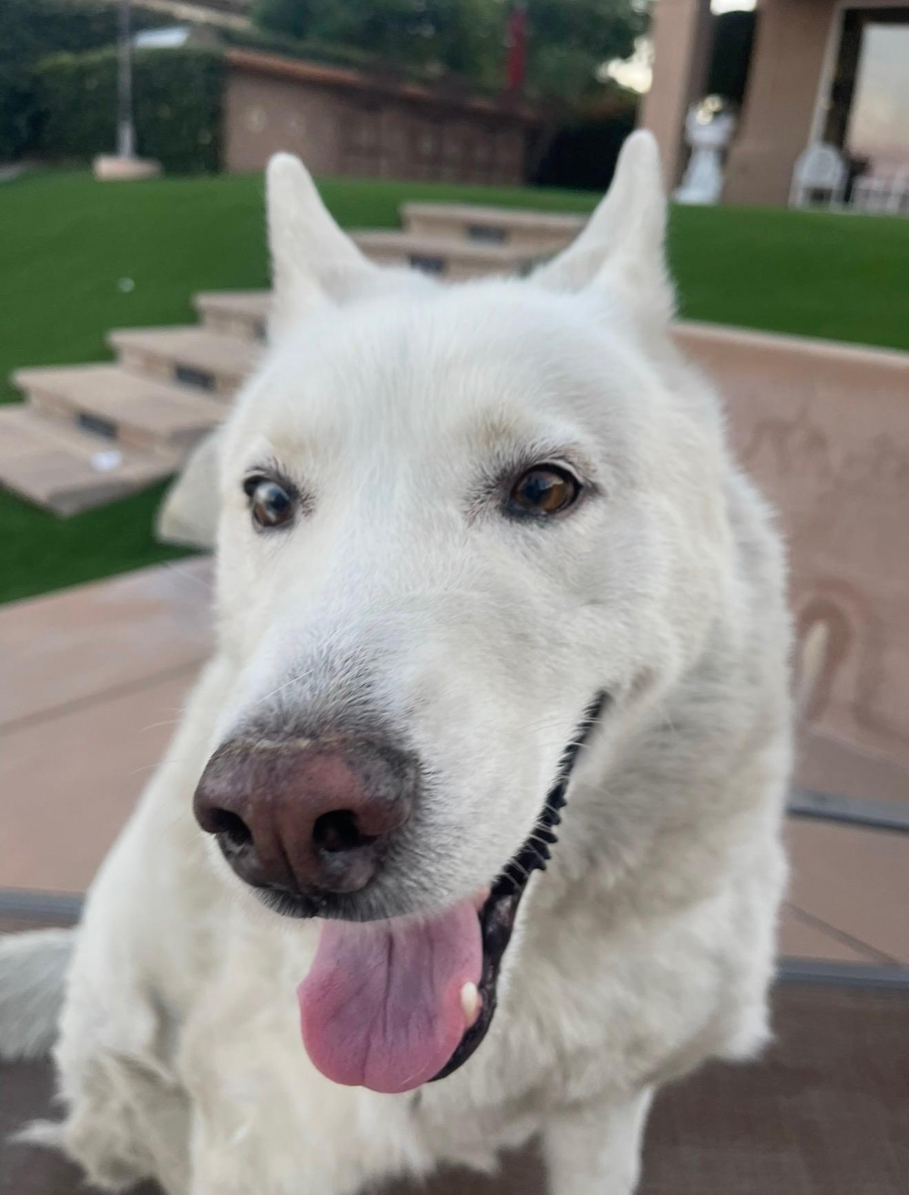 Lucky, Adoptable, Senior Male Siberian Husky.