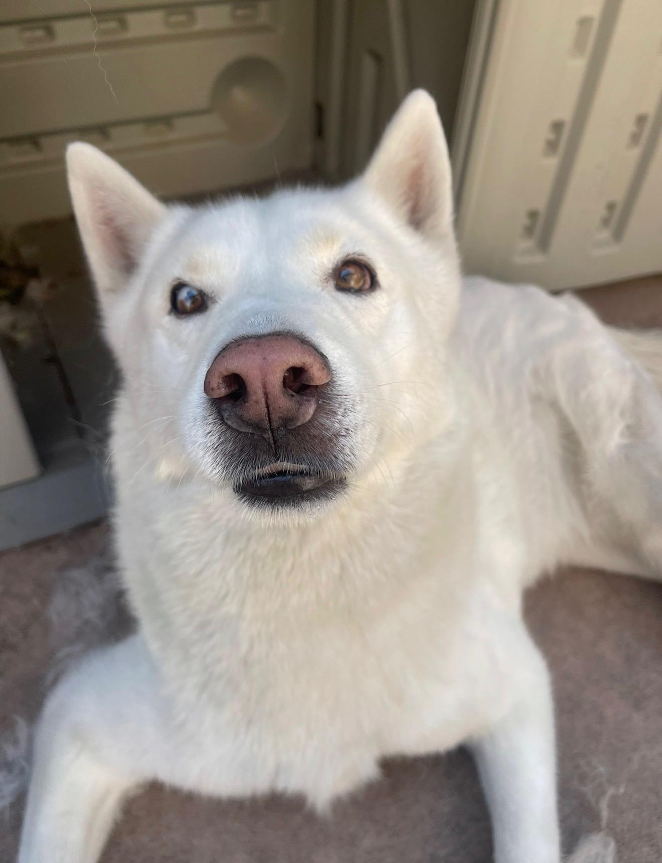 Lucky, a Adoptable Siberian Husky in Menifee, CA image 2/6