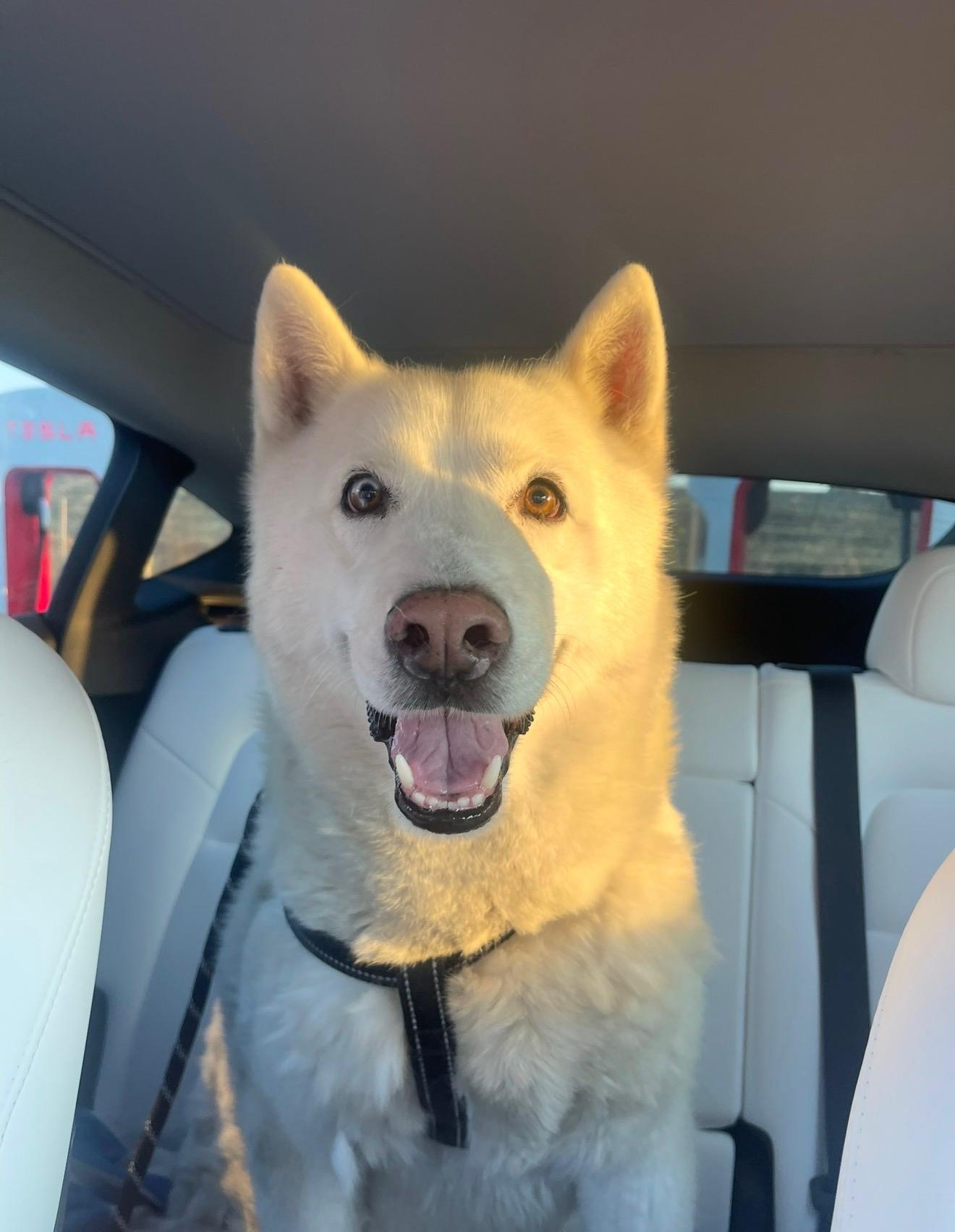 Lucky, a Adoptable Siberian Husky in Menifee, CA image 3/6