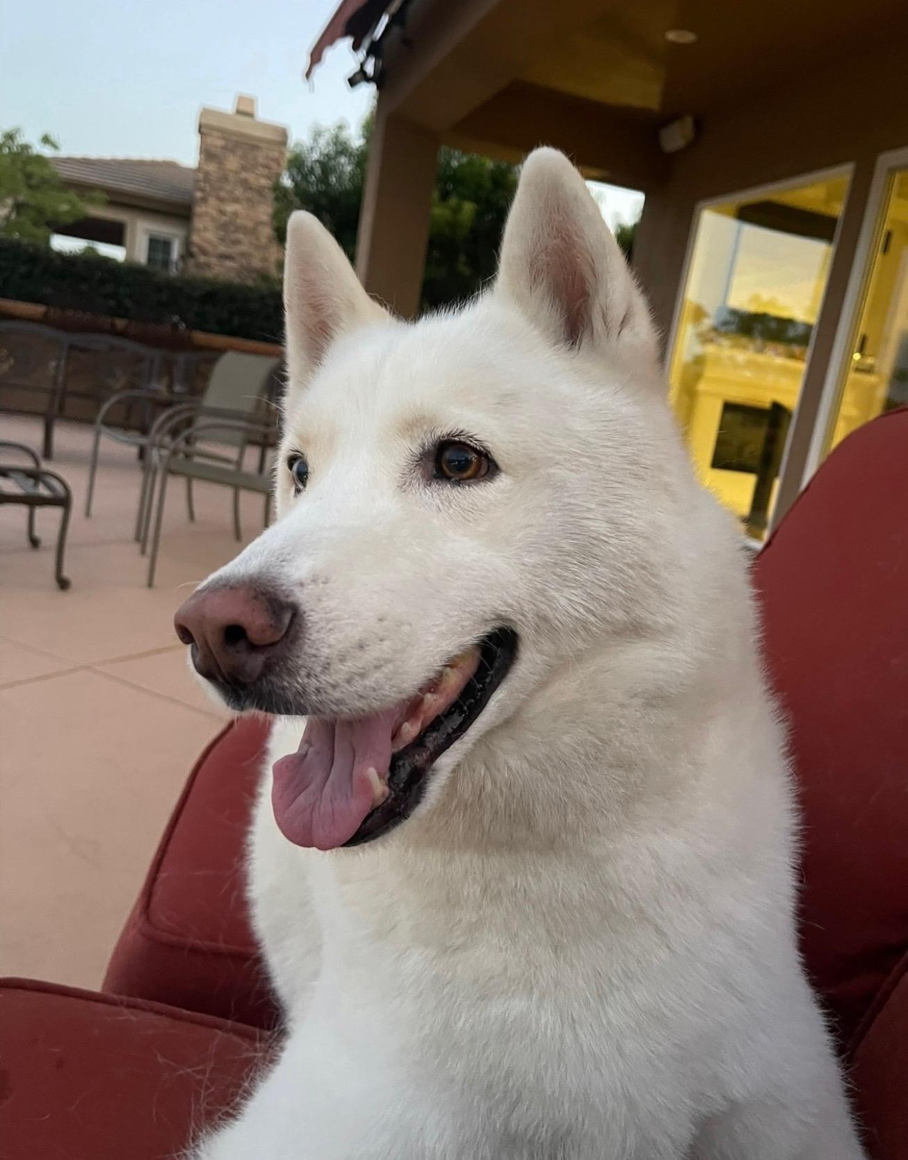 Lucky, a Adoptable Siberian Husky in Menifee, CA image 4/6