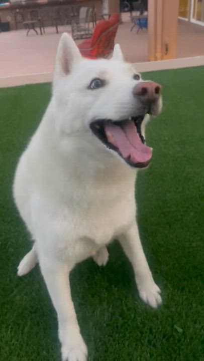 Enlarge Lucky, a Adoptable Siberian Husky in Menifee, CA video 5/6