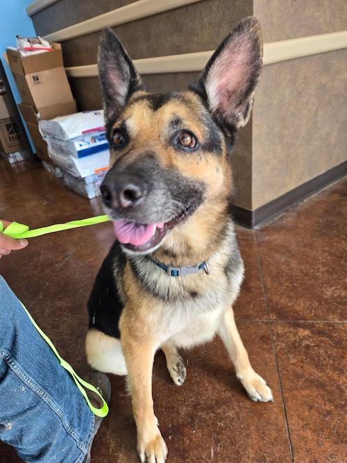 Enlarge Leo, a ADOPTABLE German Shepherd Dog in Sudbury, MA image 1/3