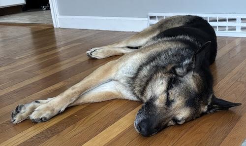 Enlarge Leo, an adopted German Shepherd Dog in Sudbury, MA image 5/5