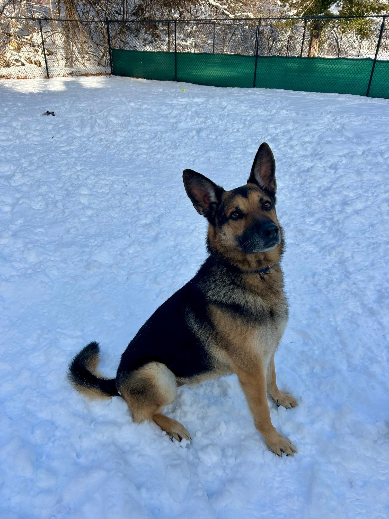 Enlarge Leo, an adopted German Shepherd Dog in Sudbury, MA image 3/5