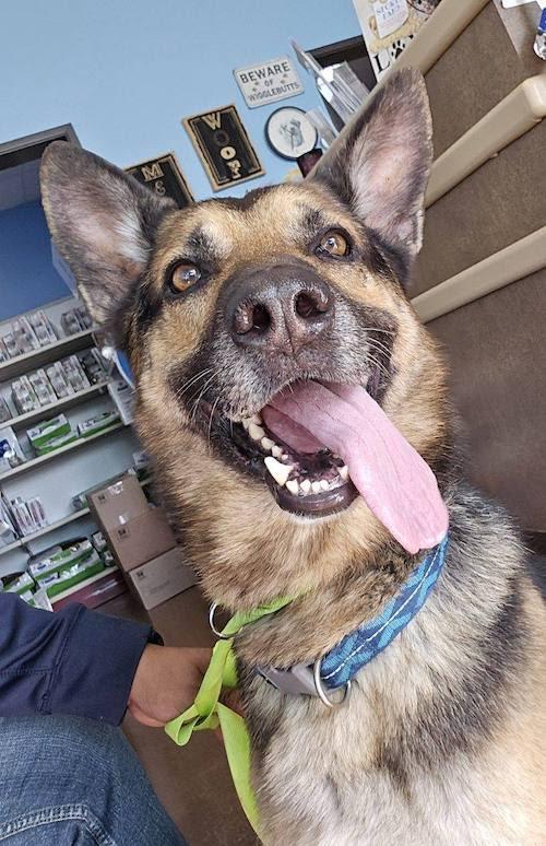 Enlarge Leo, a ADOPTABLE German Shepherd Dog in Sudbury, MA image 2/3