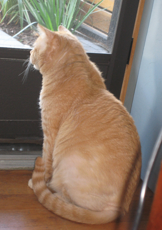 Enlarge Briggs, a Adoptable Domestic Short Hair in Sherman Oaks, CA image 9/9