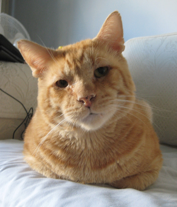 Enlarge Briggs, a Adoptable Domestic Short Hair in Sherman Oaks, CA image 8/9