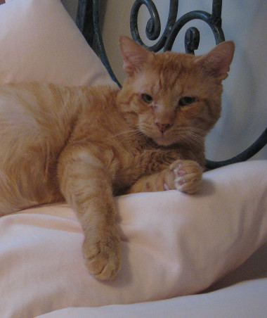 Briggs, Adoptable, Adult Male Domestic Short Hair.