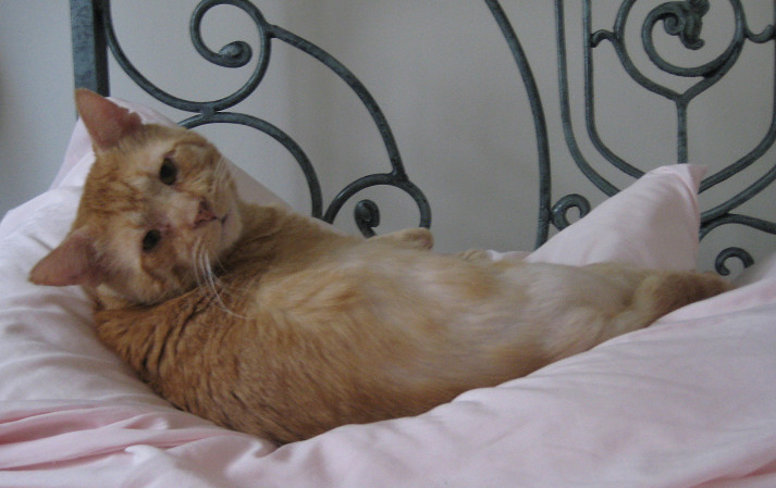 Enlarge Briggs, a Adoptable Domestic Short Hair in Sherman Oaks, CA image 7/9