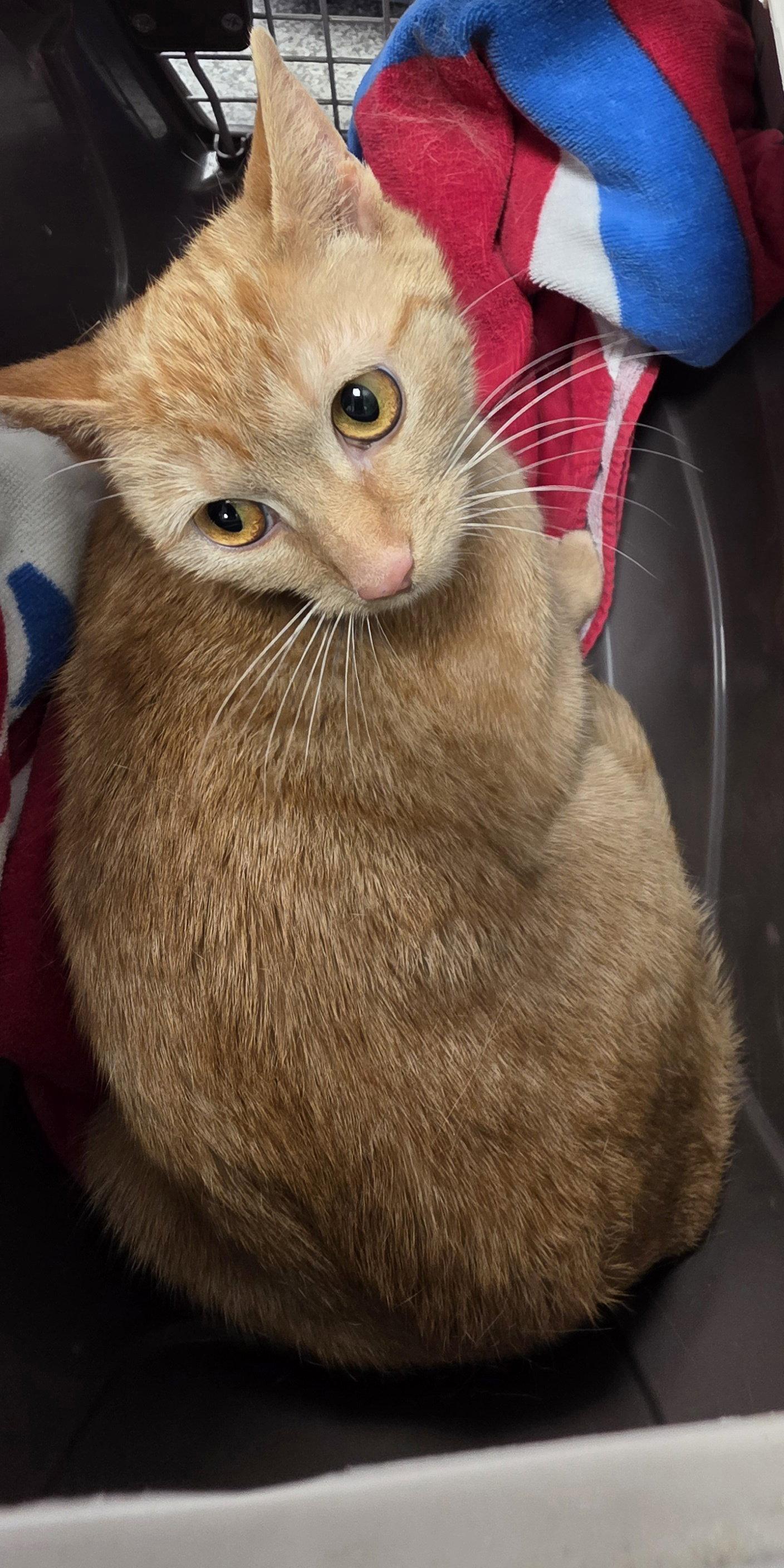 Tiny, Adoptable, Young Female Domestic Short Hair.