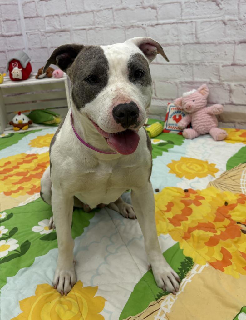 Enlarge Catalpa, a Adoptable mixed breed in Detroit, MI image 1/6