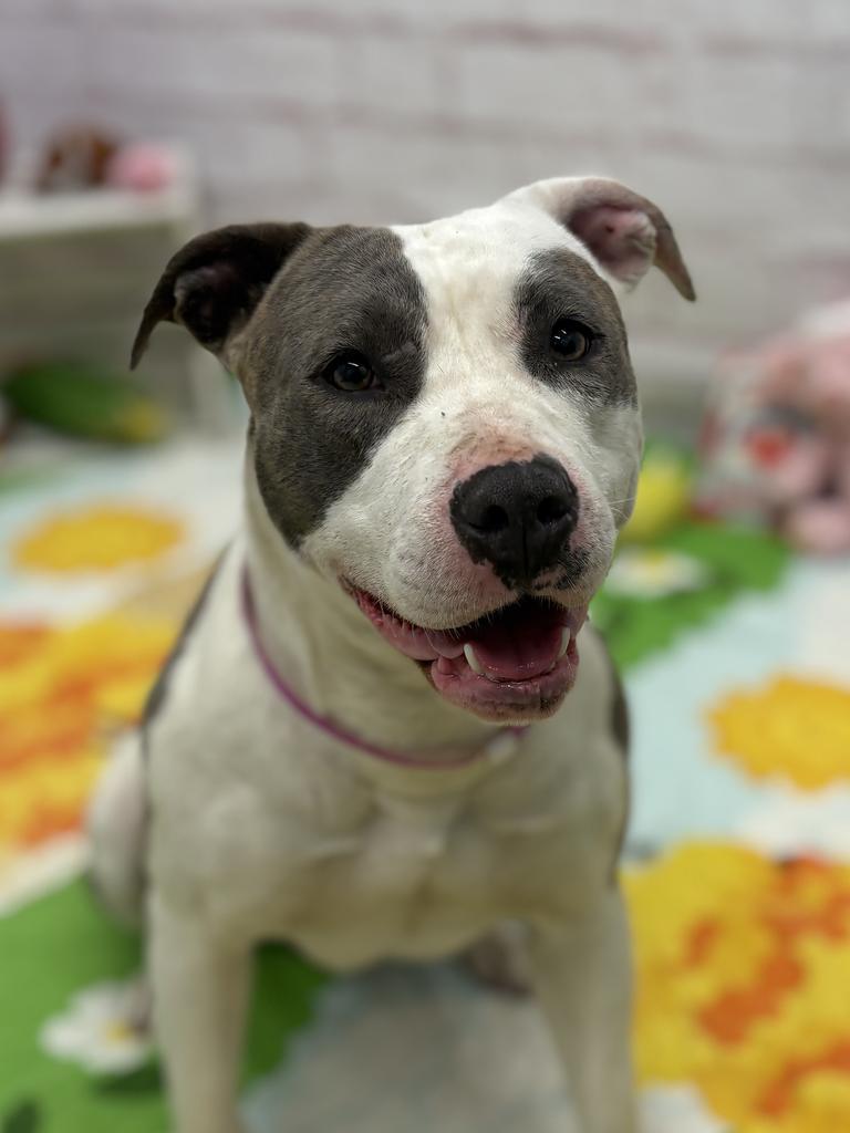 Enlarge Catalpa, a Adoptable mixed breed in Detroit, MI image 2/6