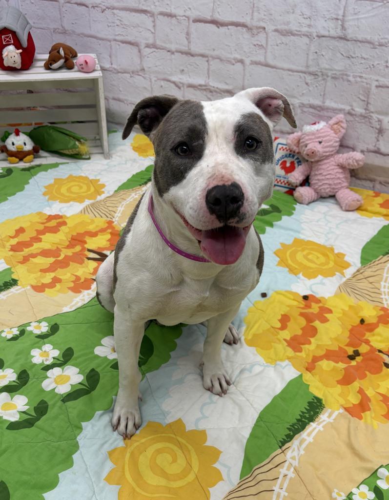 Enlarge Catalpa, a Adoptable mixed breed in Detroit, MI image 3/6