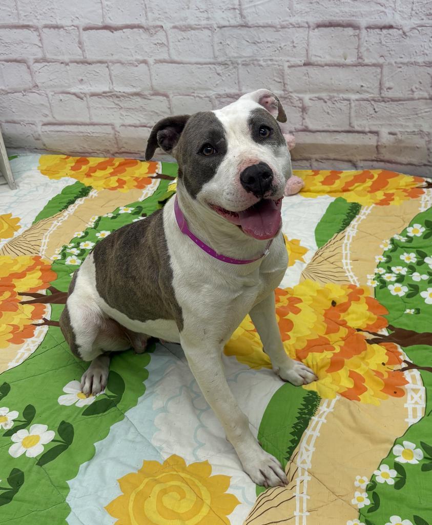 Enlarge Catalpa, a Adoptable mixed breed in Detroit, MI image 4/6
