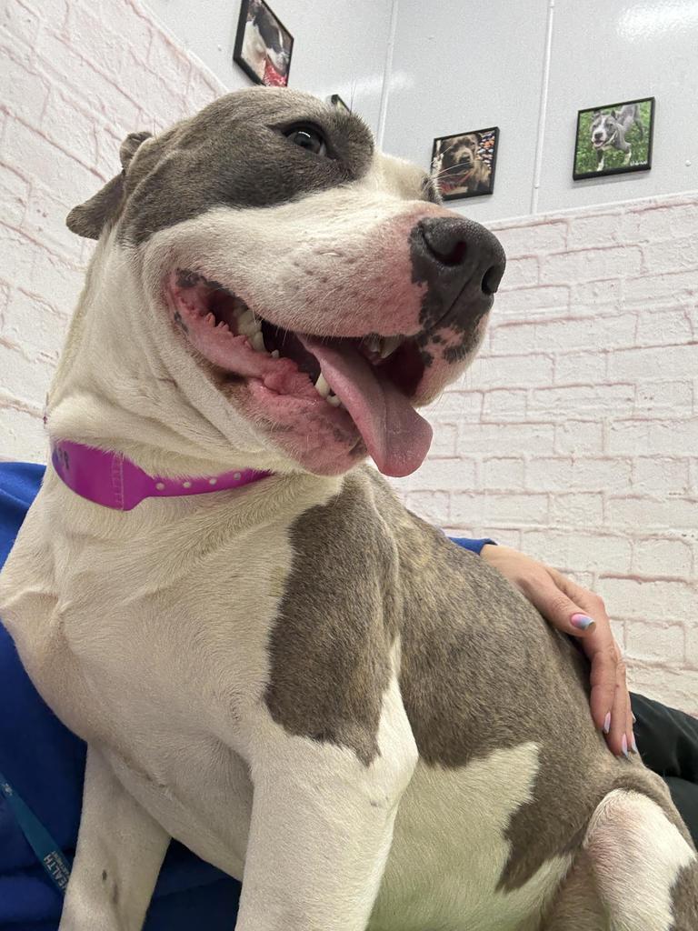 Enlarge Catalpa, a Adoptable mixed breed in Detroit, MI image 5/6