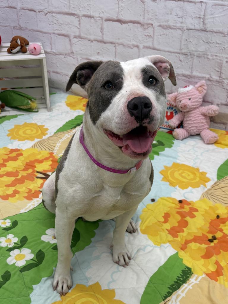 Enlarge Catalpa, a Adoptable mixed breed in Detroit, MI image 6/6